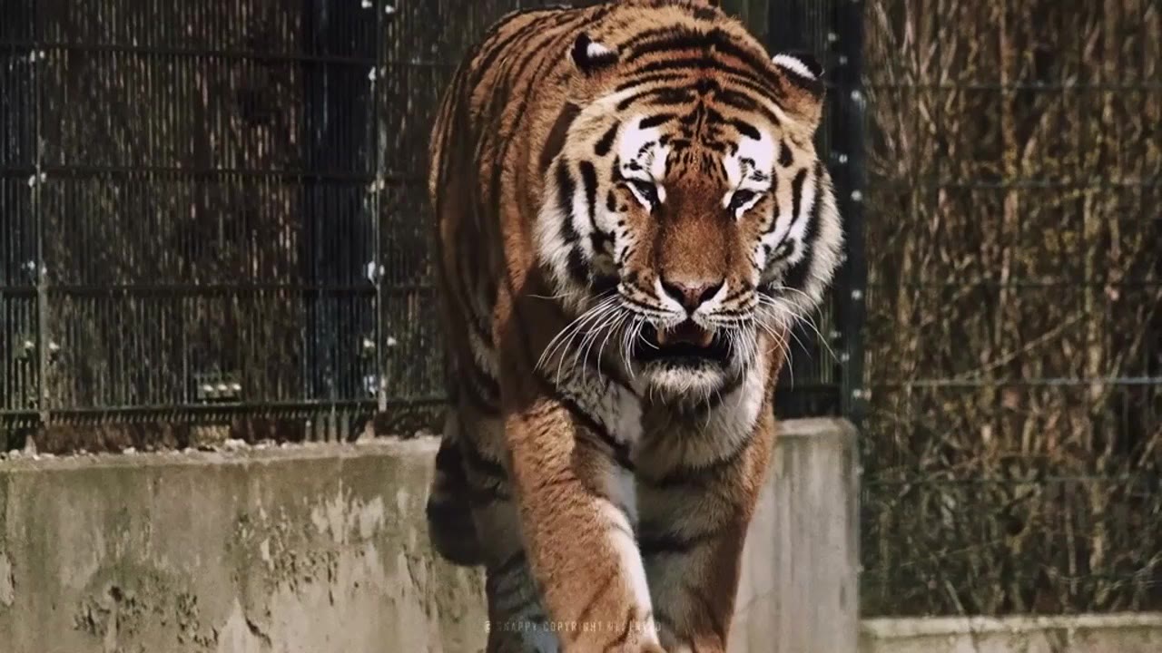 #tiger #edit #trending